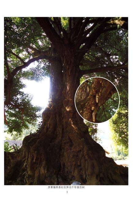 《遵义县茅栗镇志》.pdf电子版_贵州省志预览图5