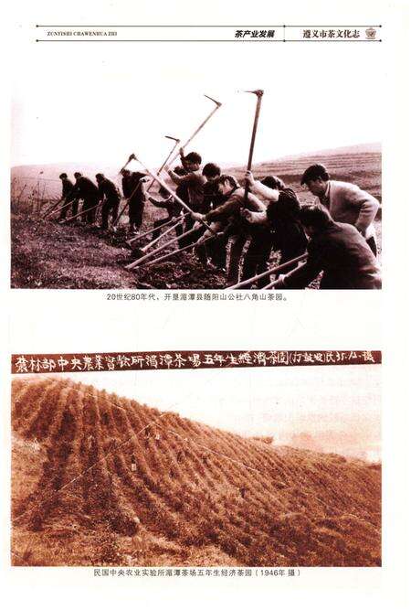 《遵义市茶文化志》.pdf电子版_贵州省志预览图3