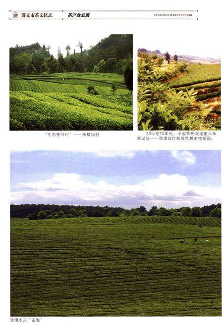 《遵义市茶文化志》.pdf电子版_贵州省志预览图4