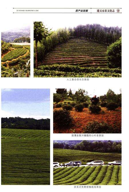 《遵义市茶文化志》.pdf电子版_贵州省志预览图5