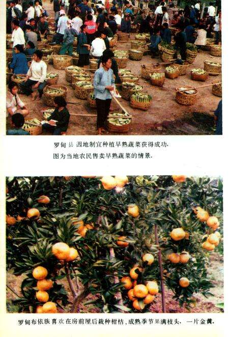 《罗甸县志▪民族志》.pdf电子版_贵州省志预览图5