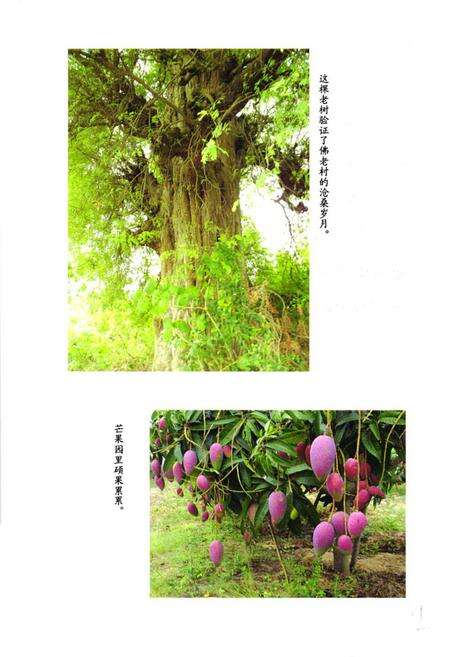 《《佛老村志》》.pdf电子版_海南省志预览图5