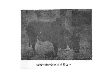 《《白沙县畜牧志》(1949-1987)》.pdf电子版_海南省志预览图4