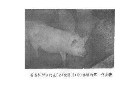 《《白沙县畜牧志》(1949-1987)》.pdf电子版_海南省志预览图5