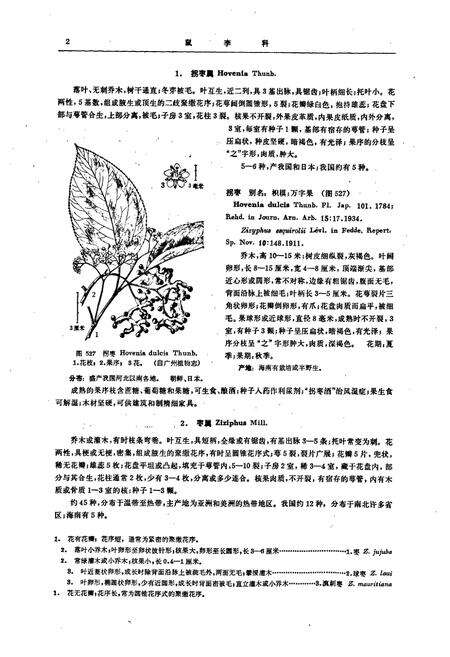 《海南植物志(第三卷)》.pdf电子版_海南省志预览图5