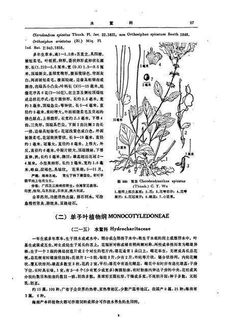 《海南植物志(第四卷)》.pdf电子版_海南省志预览图4