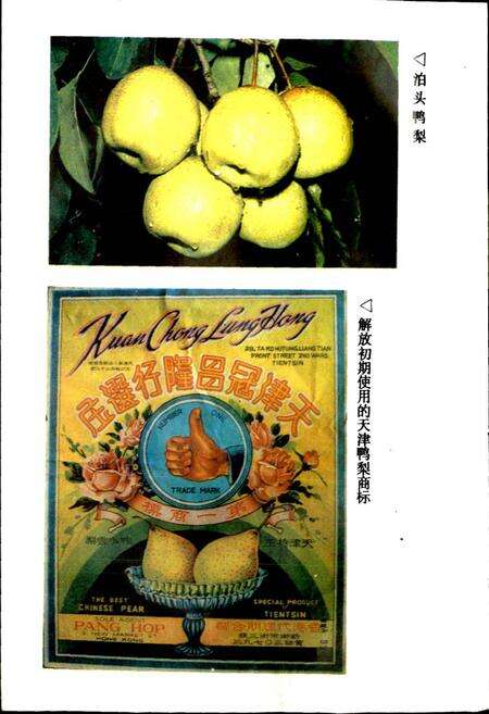 《沧州地区对外经济贸易志》.pdf电子版_河北省志预览图5