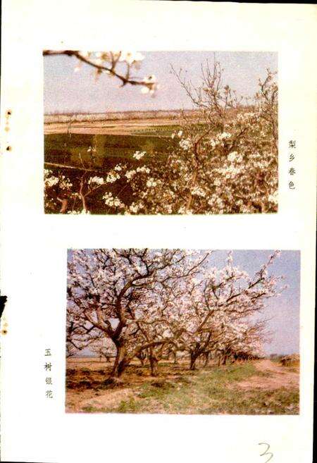 《泊头市梨业志》.pdf电子版_河北省志预览图5