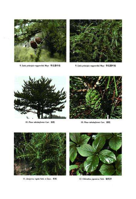 《河北木兰围场植物志(上卷)》.pdf电子版_河北省志预览图3