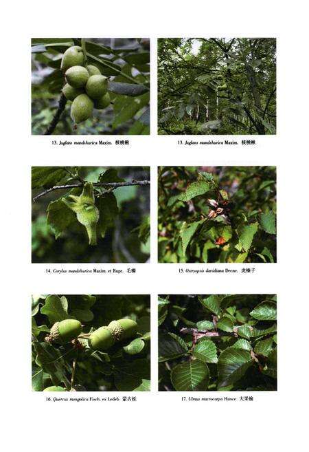 《河北木兰围场植物志(上卷)》.pdf电子版_河北省志预览图4