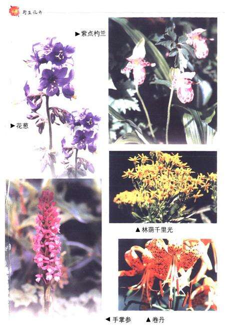 《河北野生花卉志》.pdf电子版_河北省志预览图5