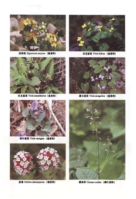 《小五台山植物志·下卷》.pdf电子版_河北省志预览图4