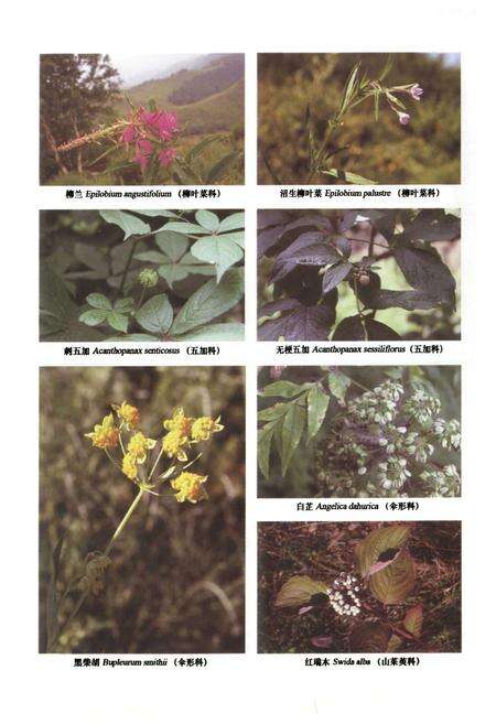 《小五台山植物志·下卷》.pdf电子版_河北省志预览图5