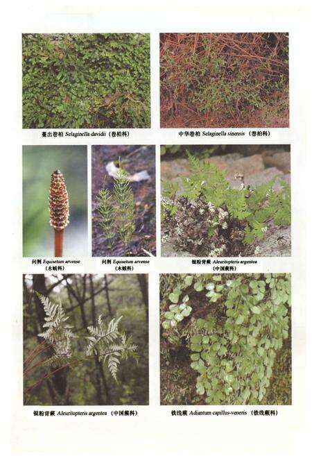 《小五台山植物志·上卷》.pdf电子版_河北省志预览图4