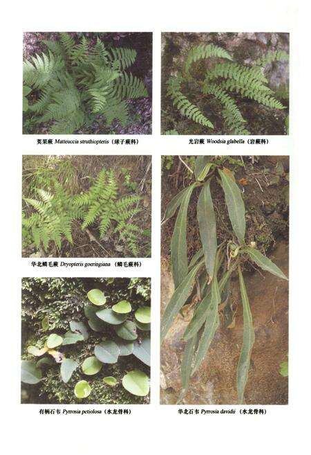《小五台山植物志·上卷》.pdf电子版_河北省志预览图5