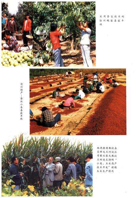 《沧州地区科学技术志》.pdf电子版_河北省志预览图4