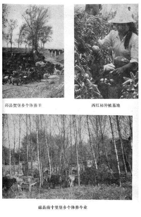 《邯郸地区民族志》.pdf电子版_河北省志预览图5