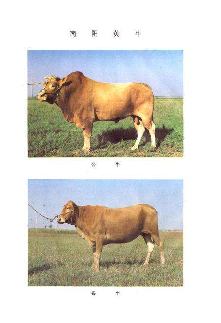 《河南省地方优良畜禽品种志》.pdf电子版_河南省志预览图4