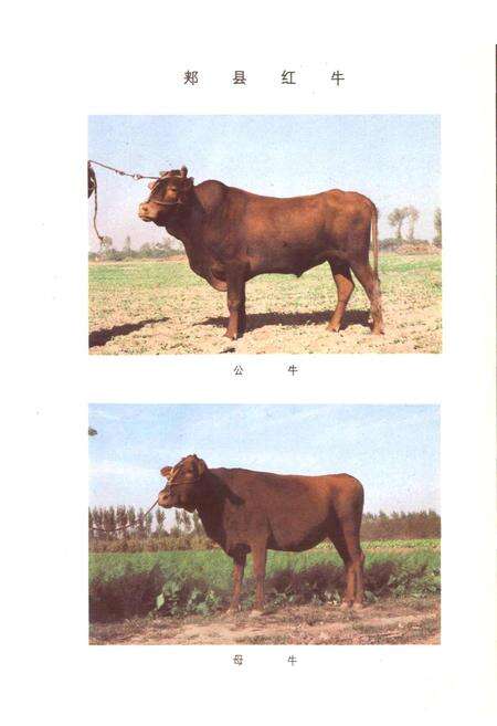 《河南省地方优良畜禽品种志》.pdf电子版_河南省志预览图5