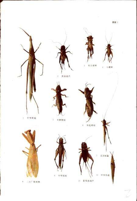 《河南森林昆虫志》.pdf电子版_河南省志预览图4