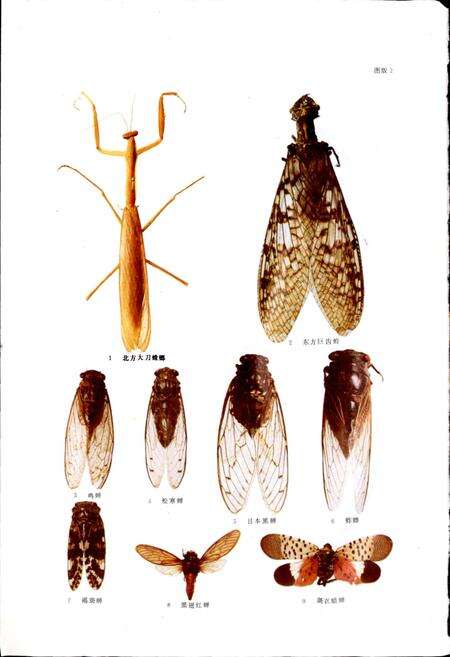《河南森林昆虫志》.pdf电子版_河南省志预览图5