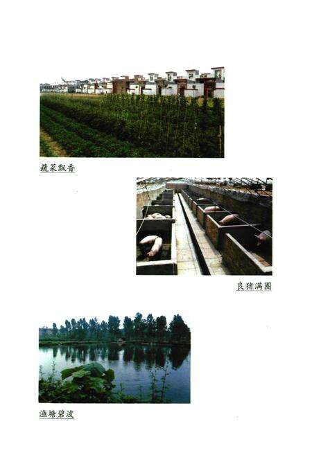 《苗湾村志》.pdf电子版_河南省志预览图4