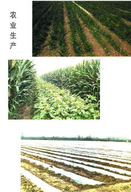 《《郑州市中原区农业志》》.pdf电子版_河南省志预览图3