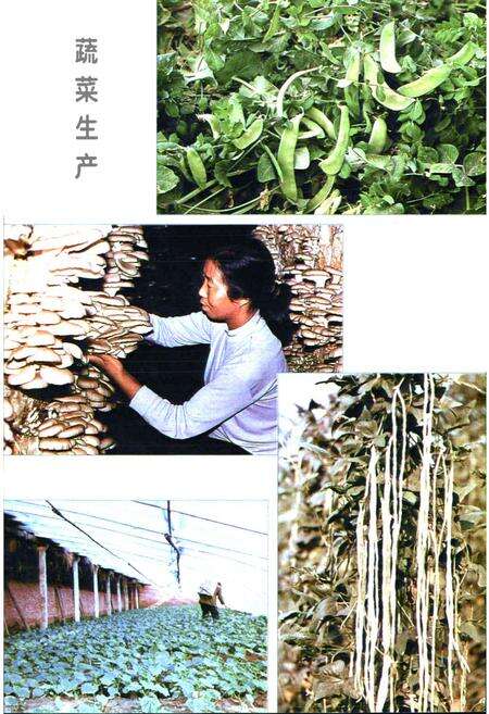 《《郑州市中原区农业志》》.pdf电子版_河南省志预览图5