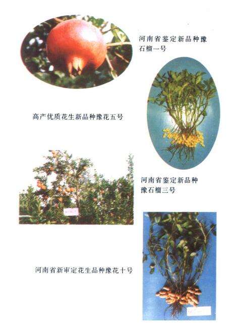 《《开封农林科研所志(1958-1996)》》.pdf电子版_河南省志预览图5