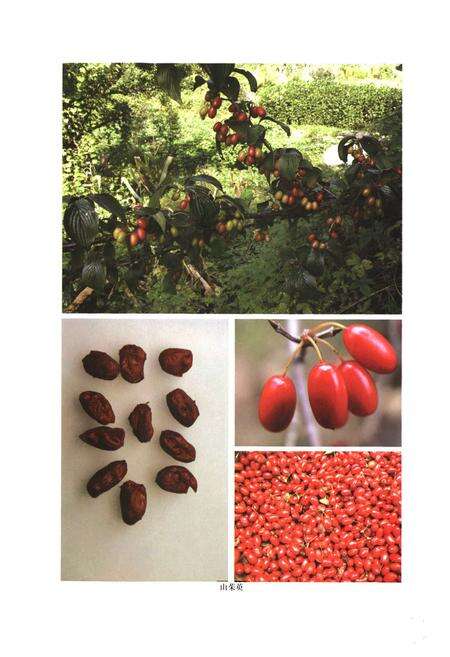 《伏牛山药用植物志·第1卷》.pdf电子版_河南省志预览图2