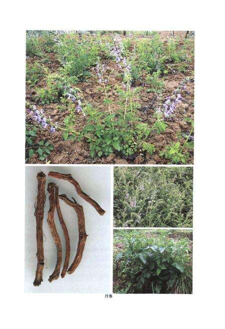 《伏牛山药用植物志·第1卷》.pdf电子版_河南省志预览图3