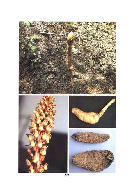 《伏牛山药用植物志·第1卷》.pdf电子版_河南省志预览图4