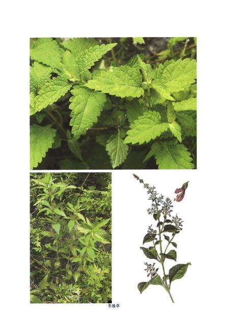 《伏牛山药用植物志·第1卷》.pdf电子版_河南省志预览图5