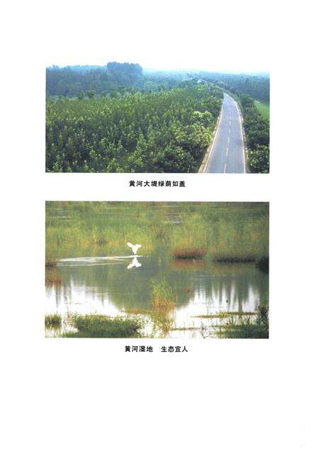 《郑州林业志·市区卷(1978-2008)》.pdf电子版_河南省志预览图4