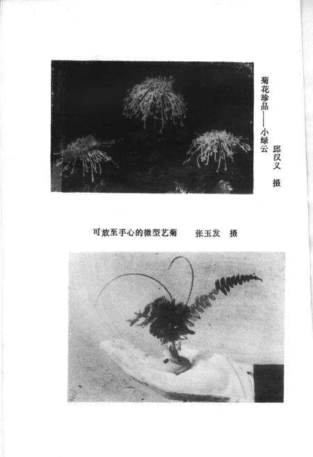 《开封民俗》.pdf电子版_河南省志预览图5