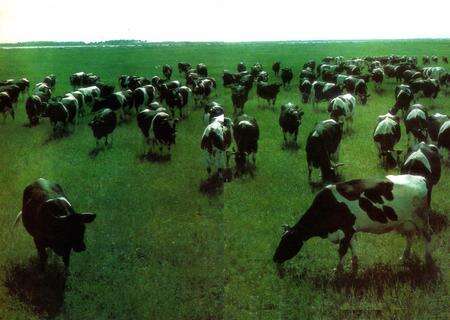 《《黑龙江省家畜家禽品种志》》.pdf电子版_黑龙江省志预览图2