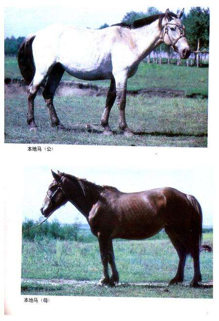 《《黑龙江省家畜家禽品种志》》.pdf电子版_黑龙江省志预览图3