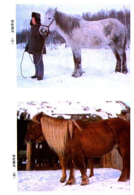 《《黑龙江省家畜家禽品种志》》.pdf电子版_黑龙江省志预览图4