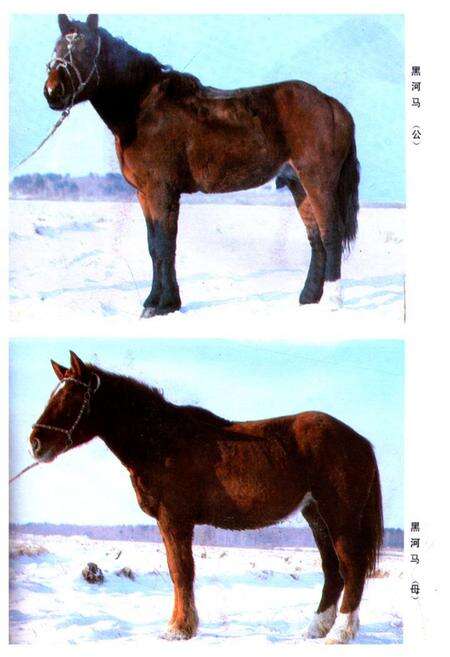 《《黑龙江省家畜家禽品种志》》.pdf电子版_黑龙江省志预览图5