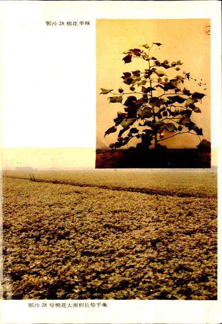 《湖北省志 农业（上）》.pdf电子版_湖北省志预览图3