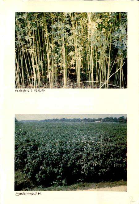 《湖北省志 农业（上）》.pdf电子版_湖北省志预览图5