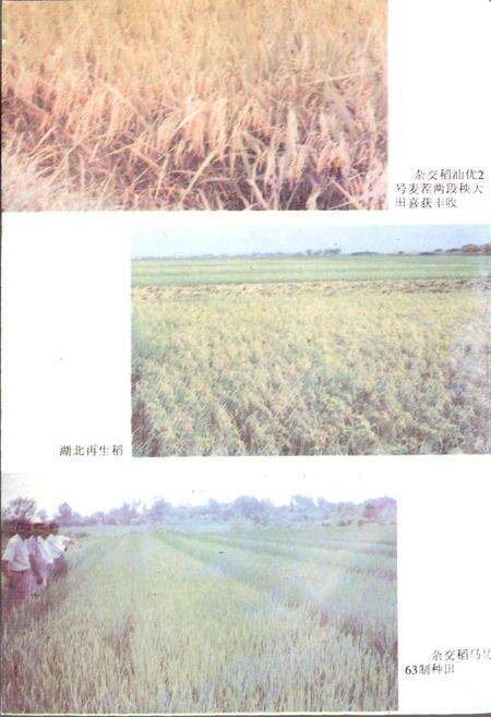 《湖北农牧业志》.pdf电子版_湖北省志预览图5