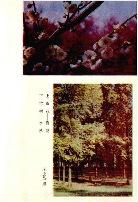 《武汉园林》.pdf电子版_湖北省志预览图5