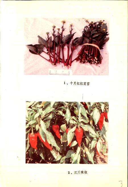 《湖北蔬菜品种志》.pdf电子版_湖北省志预览图3