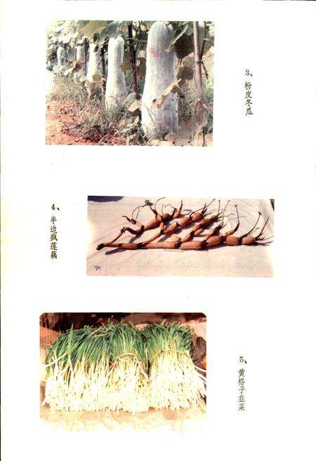 《湖北蔬菜品种志》.pdf电子版_湖北省志预览图4