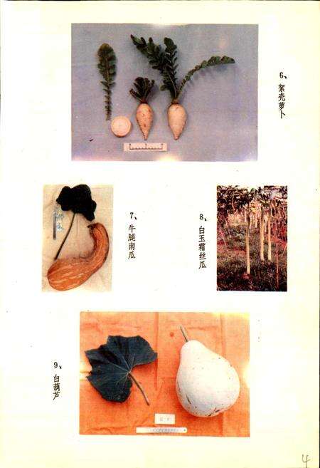 《湖北蔬菜品种志》.pdf电子版_湖北省志预览图5