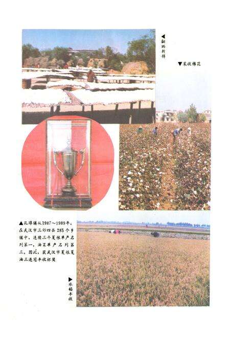 《新洲县孔埠镇志》.pdf电子版_湖北省志预览图3