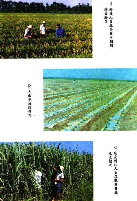 《《大同湖农场志》》.pdf电子版_湖北省志预览图5