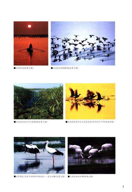 《湖北湿地》.pdf电子版_湖北省志预览图5