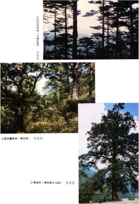 《湖北森林》.pdf电子版_湖北省志预览图4